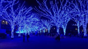Lights in the trees