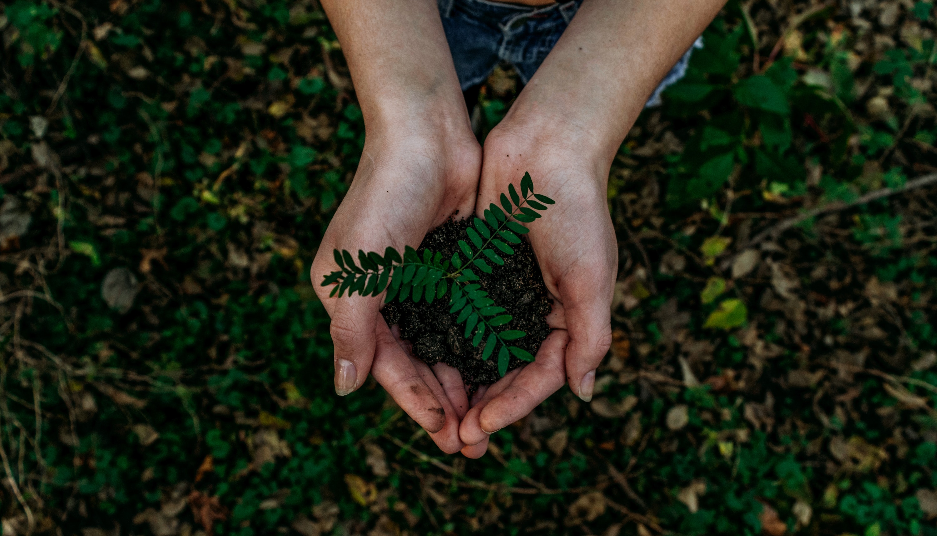 Conjoint.ly now offsetting carbon emissions with every purchase