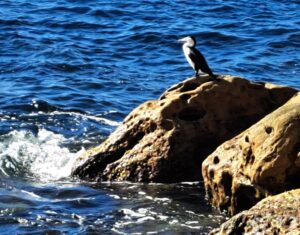 Bird on a rock