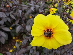 Flower with a bee